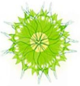 Naturheilpraxis Murer GmbH