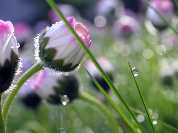 Schärlig Jacqueline