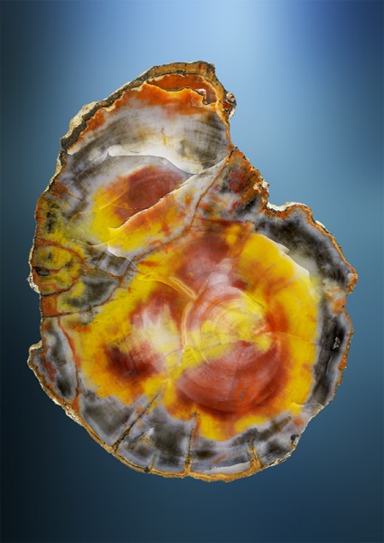 Sauriermuseum Aathal