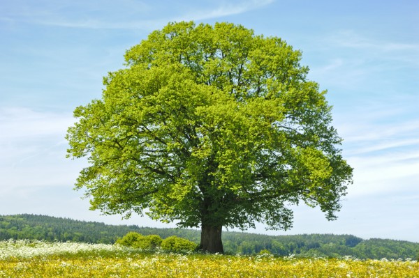 Naturheilpraxis Haus zur Linde