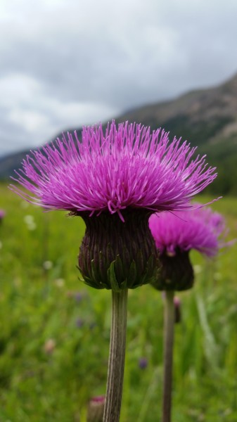 M. Berger Gartenbau AG Wohlen