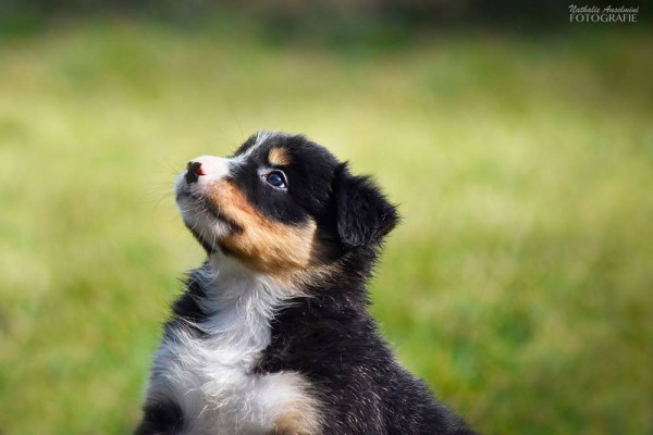 CENTRO CINOFILO MULINO PRUDENZA