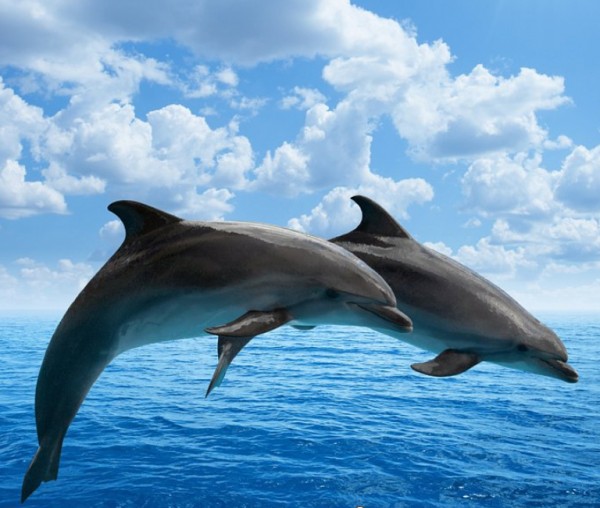 Naturheilpraxis Schröder Klinghardt-Therapie